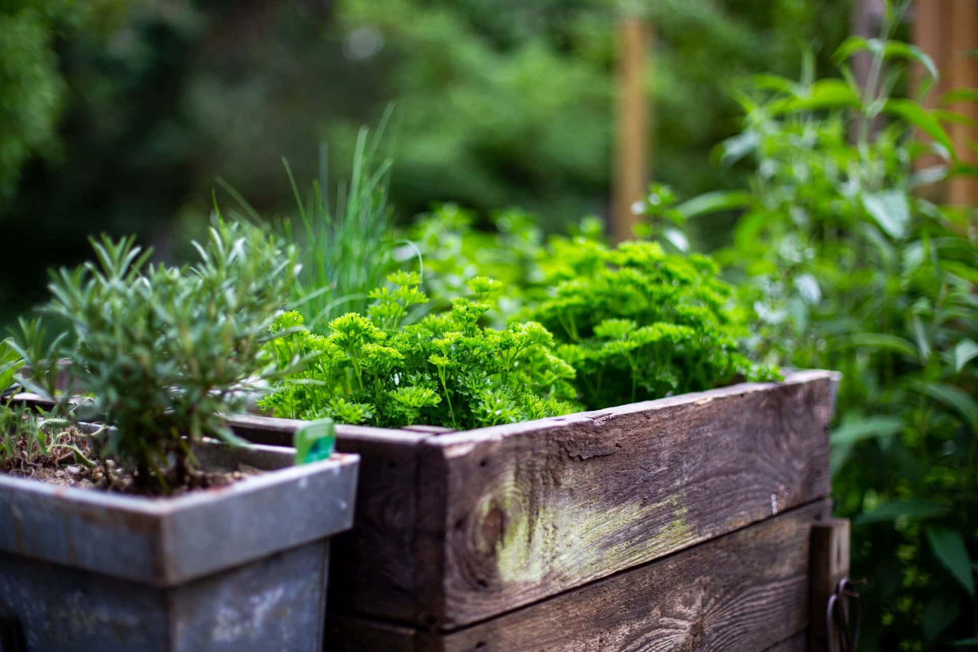 Hochbeet mit Kräutern wie Rosmarin und Petersilie, perfekt angelegt für die Nutzung in der Outdoor-Küche unter einem Pavillon.