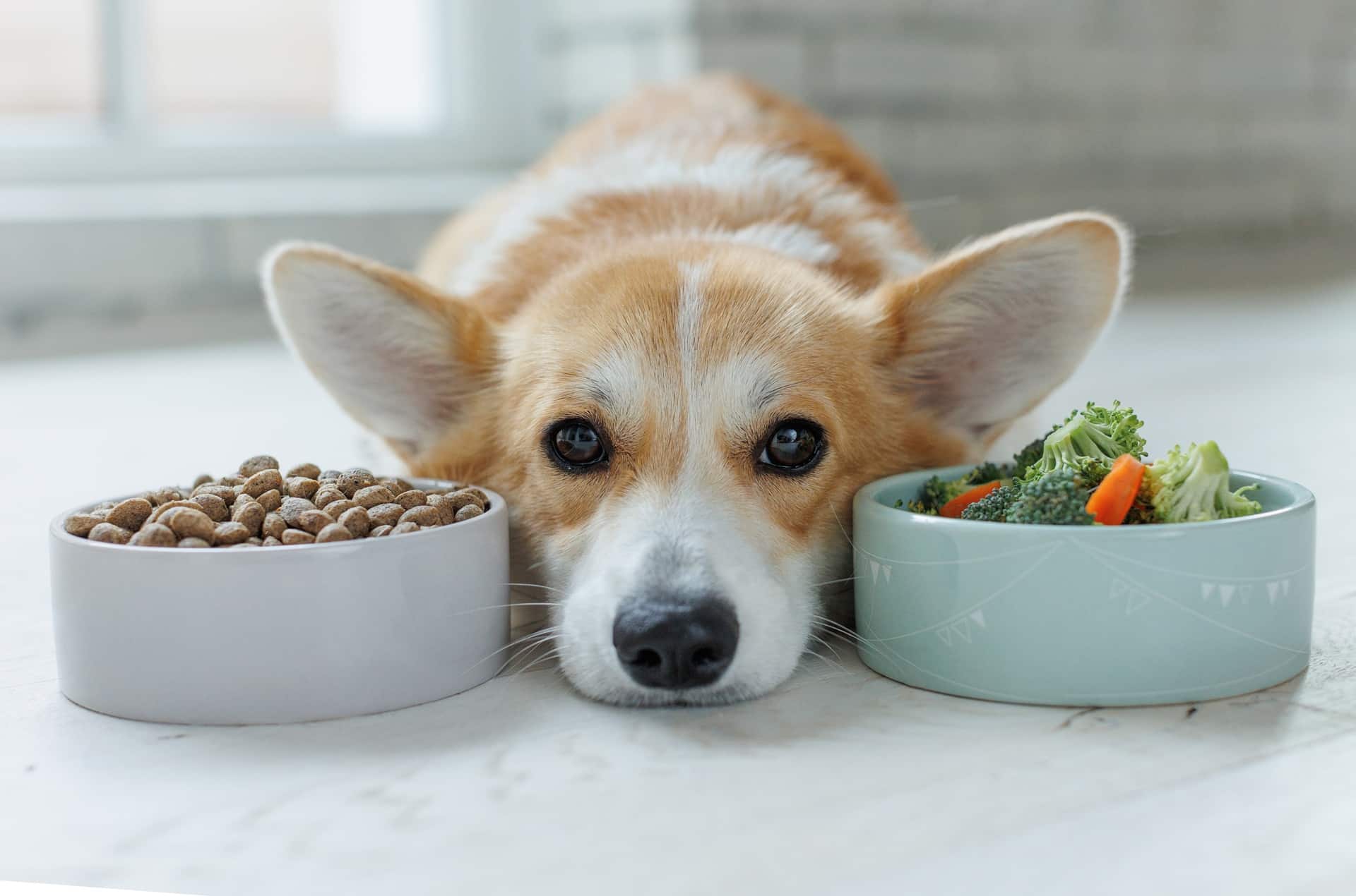 Hund liegt zwischen zwei Futternapfoptionen | Bio Hundefutter
