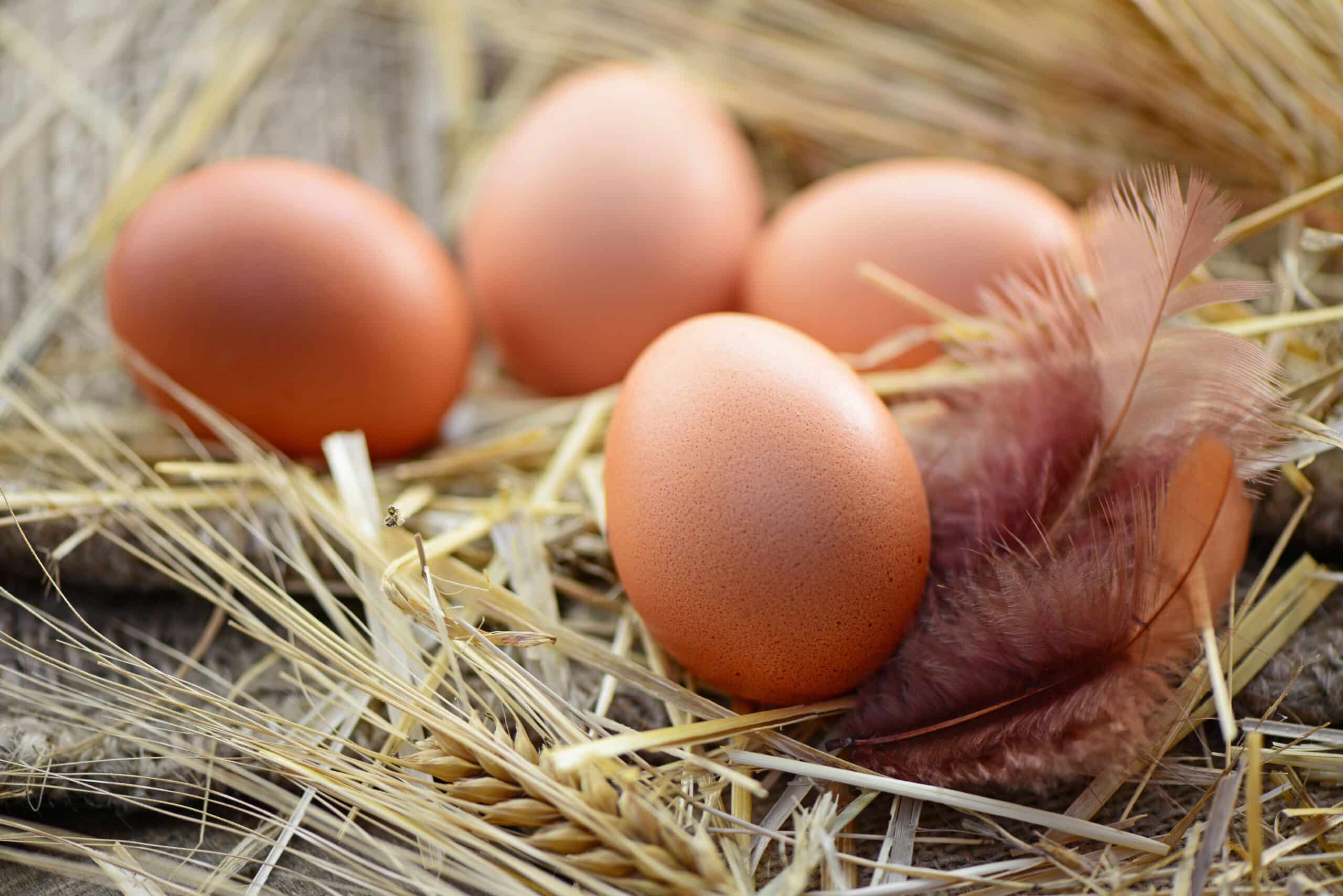 Huehnerfutter_eier_aus_der_Haltung